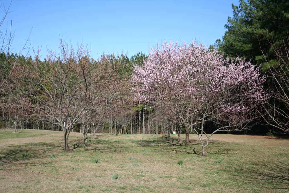 The best way to Plant a Peach Tree