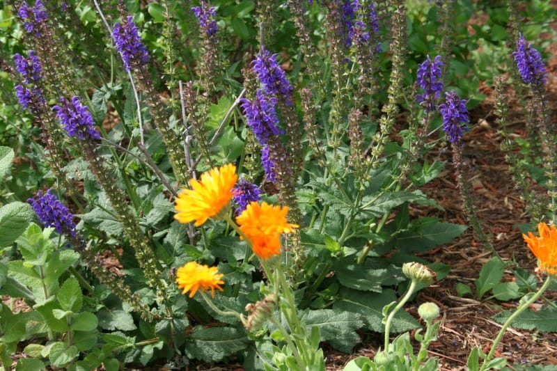 Easy methods to Make Calendula Hand Salve